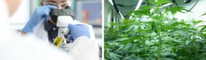 cannabis assurance production